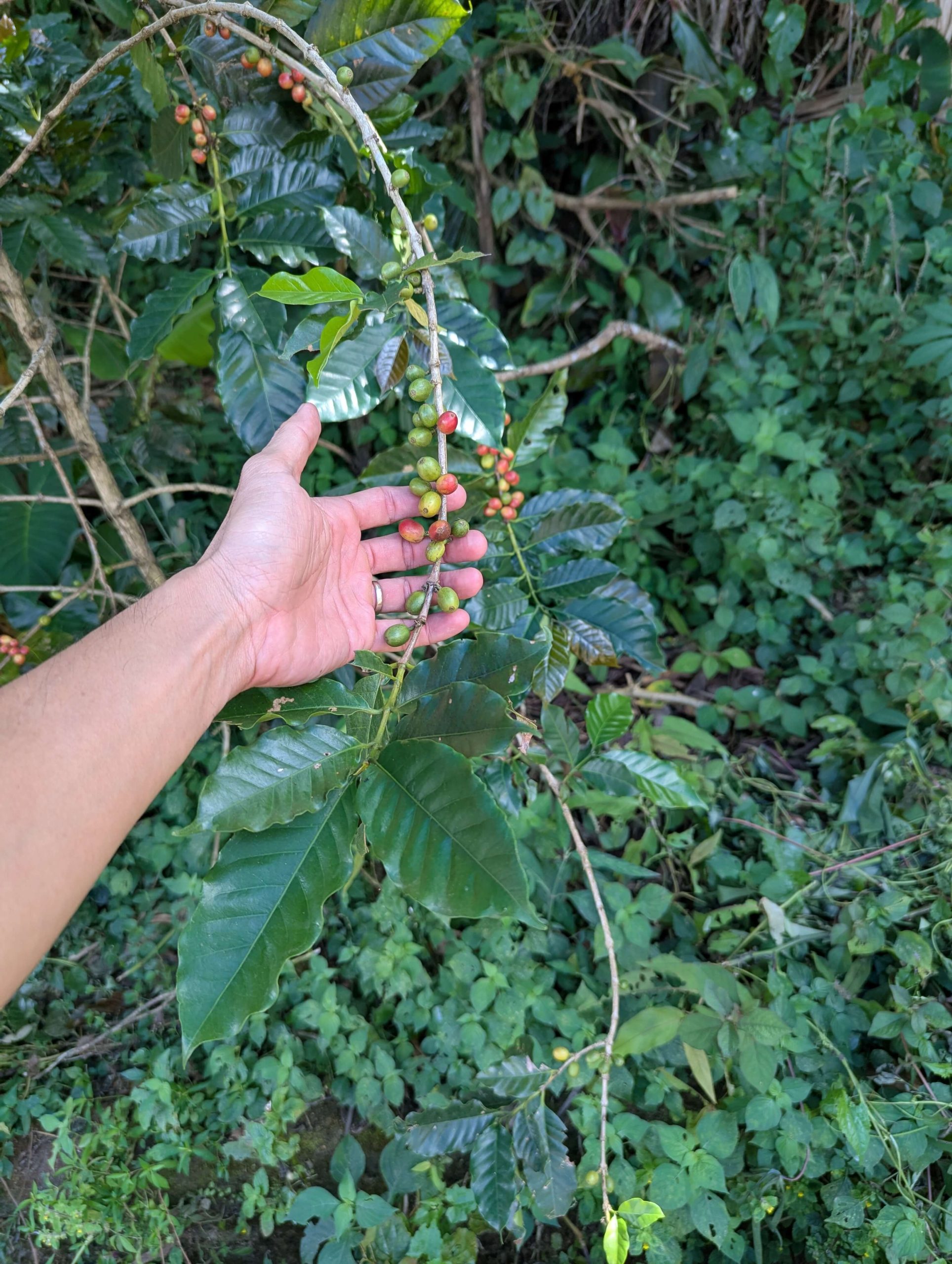 pic of me holding beans